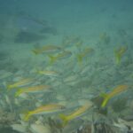 Discover Snorkeling Tour in Panama City - An In-Depth Look at the Snorkeling Experience