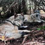 Discover the beauty of the wild & Roam in the spirit of the wolf - An In-Depth Look at the Wild & Roam Tour