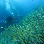 Dive Trip to Phi Phi from Phuket for certified divers - The Details: What To Expect on Your Dive Day
