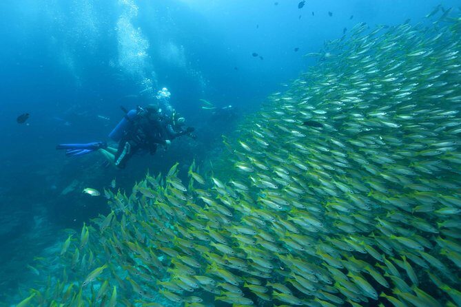 Dive Trip to Phi Phi from Phuket for certified divers - The Details: What To Expect on Your Dive Day