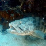 Dive trip with 2 dives (start from Ko Kut) - FAQ