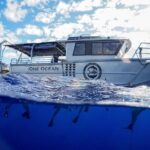 Dive with Sharks in Hawaii: Shark Tour from Haleiwa - Who Should Consider This Tour?