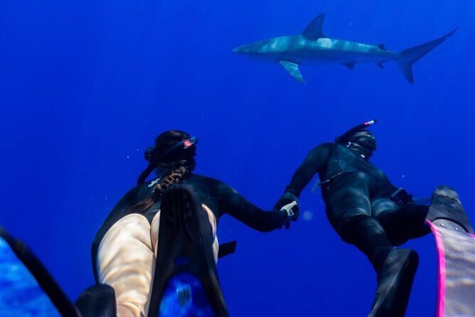 Dive with sharks in Oahu Hawaii: Educational Tour (No cage) - FAQ About the Oahu Shark Snorkeling Tour