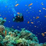 Diving (For Beginner diver) - Pattaya - An In-Depth Look at the Pattaya Beginner Diving Tour