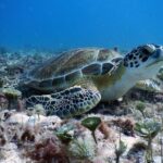 Diving in Cancun Underwater Museum of Art - Final Thoughts: Who Will Love This Tour?