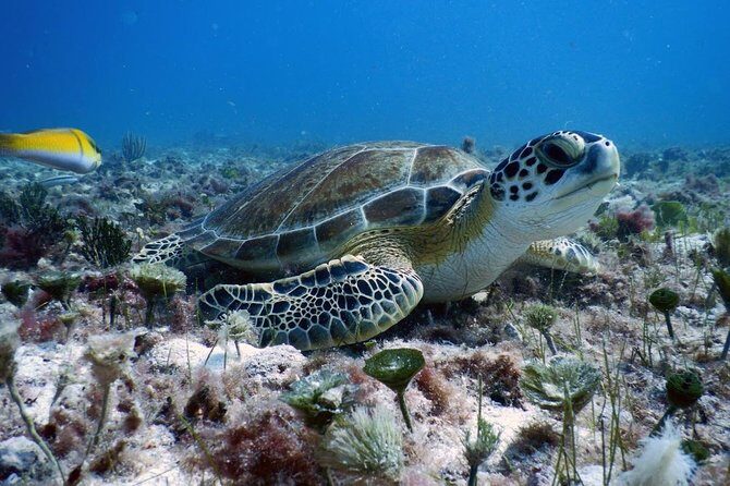 Diving in Cancun Underwater Museum of Art - Final Thoughts: Who Will Love This Tour?
