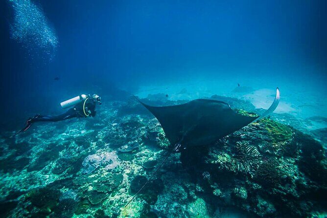 Diving in Nusa Penida - A Deep Dive Into the Experience