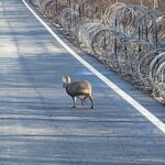DMZ Private tour & Suspension Bridge - Practical Details and Value