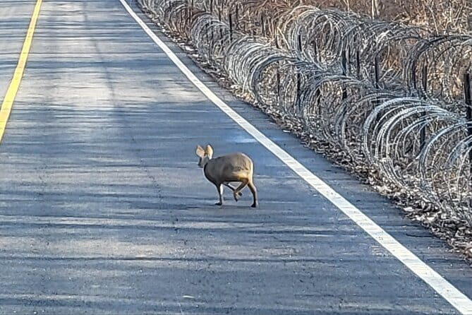DMZ Private tour & Suspension Bridge - Practical Details and Value