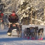 Dog Sledding and Mushing Experience in North Pole - A Closer Look at the North Pole Dog Sledding Experience