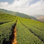 Doi Mae Salong and Mae Sai Explored - Practical Details and Tips