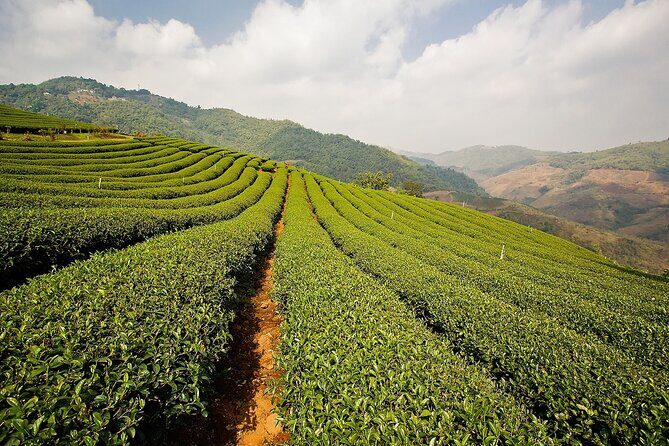 Doi Mae Salong and Mae Sai Explored - Practical Details and Tips