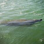 Dolphin and Shelling Cruise for up to 12 people - A Detailed Look at the Tour Itinerary