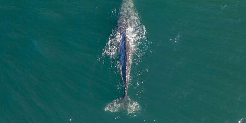 Dolphin and Whale Watching in Negombo - The Sum Up: Is This Tour Right for You?