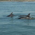 Dolphin Encounter - Who Will Love This Tour?