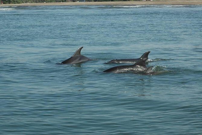 Dolphin Encounter - Who Will Love This Tour?