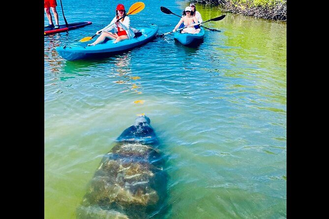 Dolphin, Manatee and Sea Turtle Kayak Adventure - Critical Details for Planning