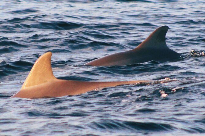 Dolphin Snorkel Tour - Itinerary Breakdown