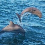 Dolphin & Sunset Cruises - Who Will Enjoy This Tour?