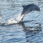 Dolphin Sunset Tour in Orange Beach - More Than Just a Dolphin Cruise