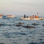 Dolphin Tour - Waterfall - Wanagiri Hill - Temple on the Lake - Free WiFi - Practical Details: What You Need to Know