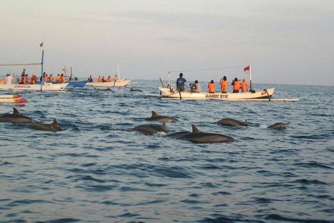 Dolphin Tour - Waterfall - Wanagiri Hill - Temple on the Lake - Free WiFi - Practical Details: What You Need to Know