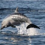 Dolphin Watching - Who Should Consider This Tour?