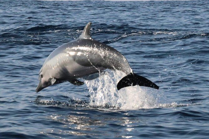 Dolphin Watching - Who Should Consider This Tour?