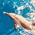 Dolphin Watching and Snorkeling on the West Coast of Oahu - Who Will Love This Tour?
