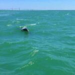 Dolphin Watching boat tour around Anna Maria Island - Who’s This Tour Best For?