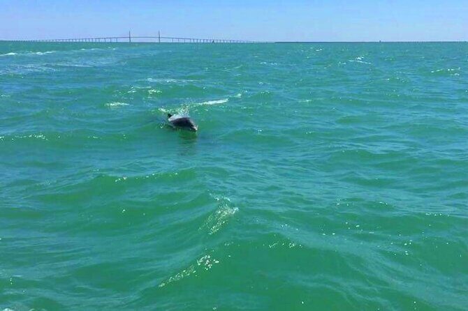 Dolphin Watching boat tour around Anna Maria Island - Who’s This Tour Best For?