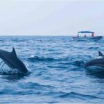 Dolphin Watching Boat Tour from Kalpitiya - Why This Tour Is Worth Considering