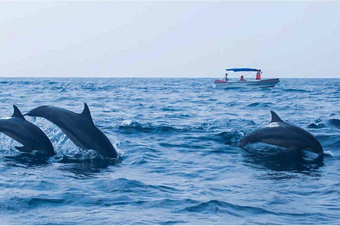 Dolphin Watching Boat Tour from Kalpitiya - Why This Tour Is Worth Considering
