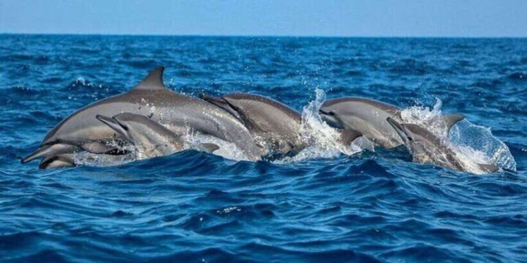 Dolphin Watching in Kalpitiya - The Sum Up