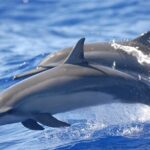 Dolphin Watching in Puerto Escondido - An In-Depth Look at the Tour Experience