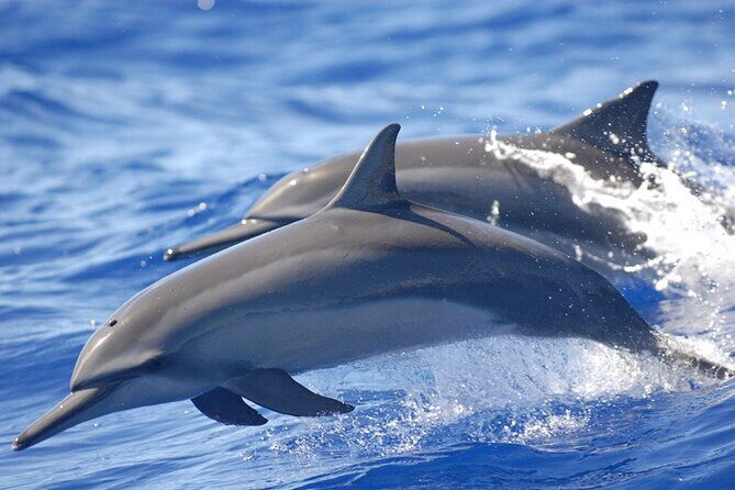 Dolphin Watching in Puerto Escondido - An In-Depth Look at the Tour Experience