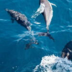 Dolphin Watching in Trincomalee - Discovering the Details of Trincomalee Dolphin Watching