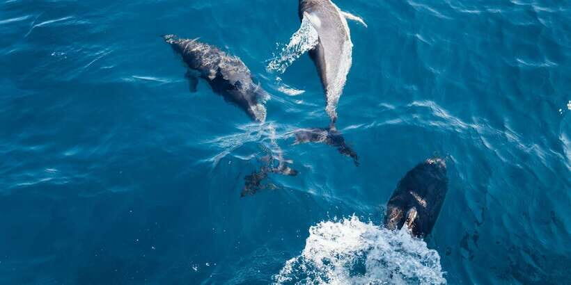 Dolphin Watching in Trincomalee - Discovering the Details of Trincomalee Dolphin Watching
