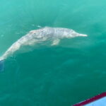 Dolphin Watching Tan and Pig Island Tour from Koh Samui - The Sum Up
