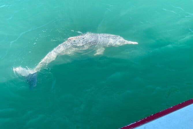 Dolphin Watching Tan and Pig Island Tour from Koh Samui - The Sum Up