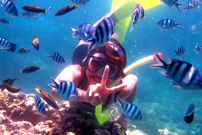 Dolphin Watching Tour, Swimming with Dolphins and Snorkeling - Who Should Consider This Tour?