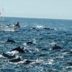 Dolphins,Turtles Watching - Detailed Review of the Dolphins, Turtles Watching Tour