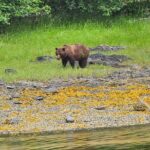Downtown Sitka E-Bike Rentals - An In-Depth Look at the E-Bike Experience in Sitka