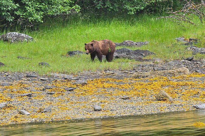 Downtown Sitka E-Bike Rentals - An In-Depth Look at the E-Bike Experience in Sitka