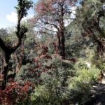 Druk Path Trek: Discover The Raw Natural Beauty of Bhutan - In-Depth Look at the Druk Path Trek