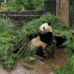Dujiangyan Panda Base and Mt.Qingcheng one day private tour - In-Depth Look at the Itinerary