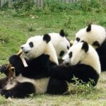 Dujiangyan/Wolong Panda Sanctuary day tour option panda keeper - Why This Tour Offers Real Value