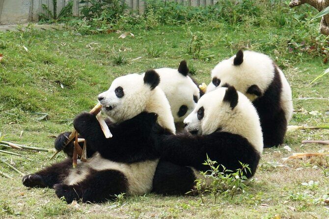 Dujiangyan/Wolong Panda Sanctuary day tour option panda keeper - Why This Tour Offers Real Value
