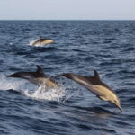 Dumaguete: Dolphin Watching & Manjuyod Sandbar Private Tour - Practical Questions and Answers