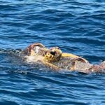 EARLY BIRD SPECIAL: Speed Boat & Dolphin Cruise in Ocean City, MD - Why This Tour Is a Great Choice